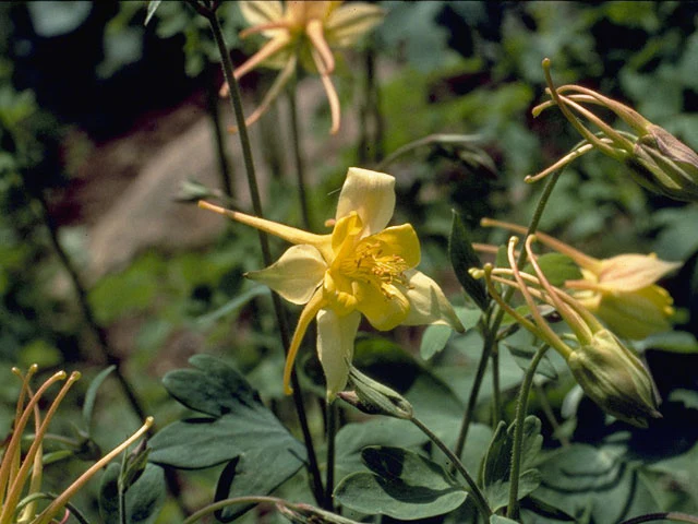 Golden Columbine - Image 4