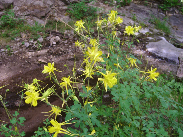 Golden Columbine - Image 5