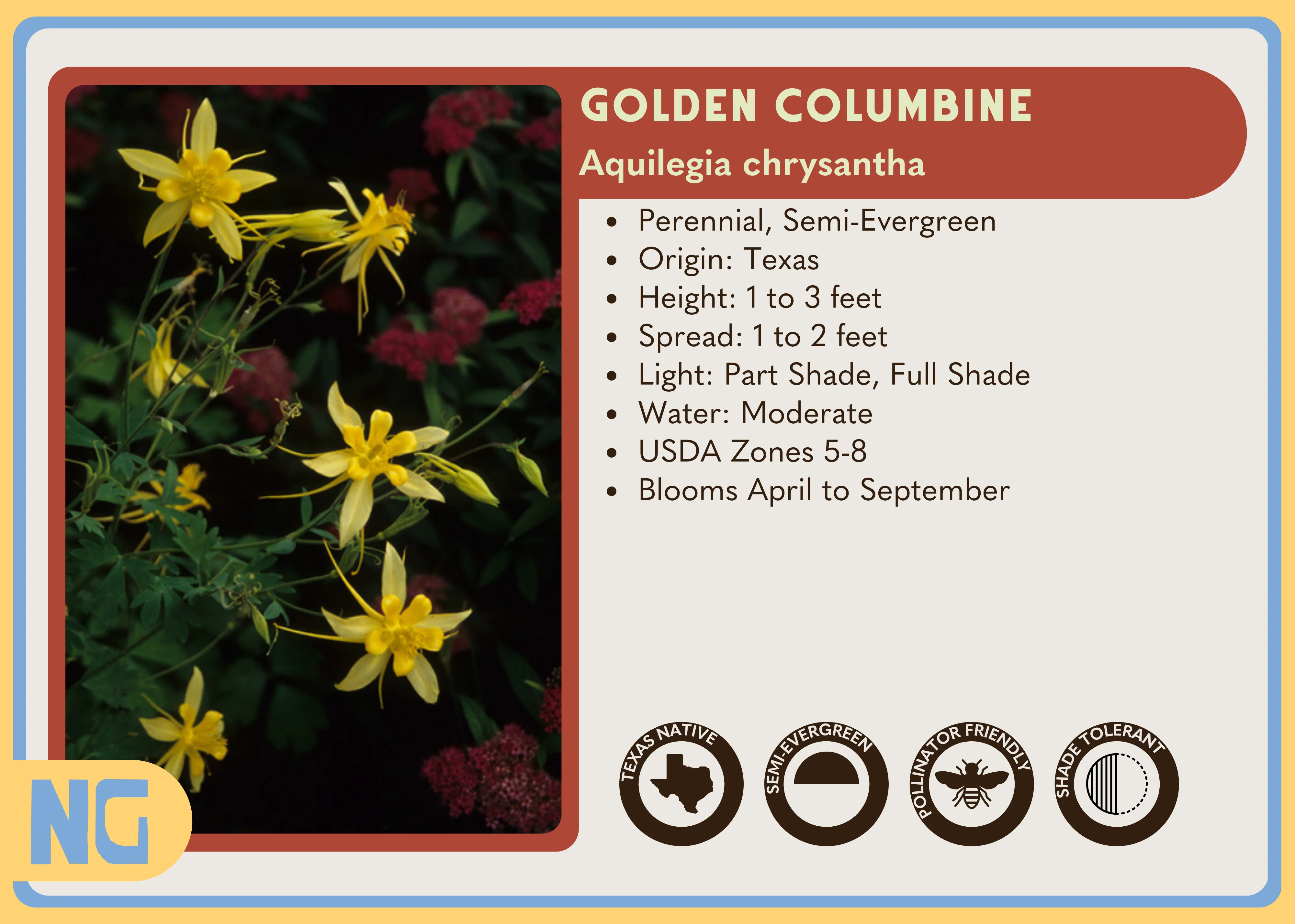 Golden Columbine - Image 6