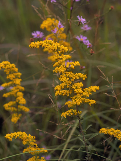 Gray Goldenrod - Image 3
