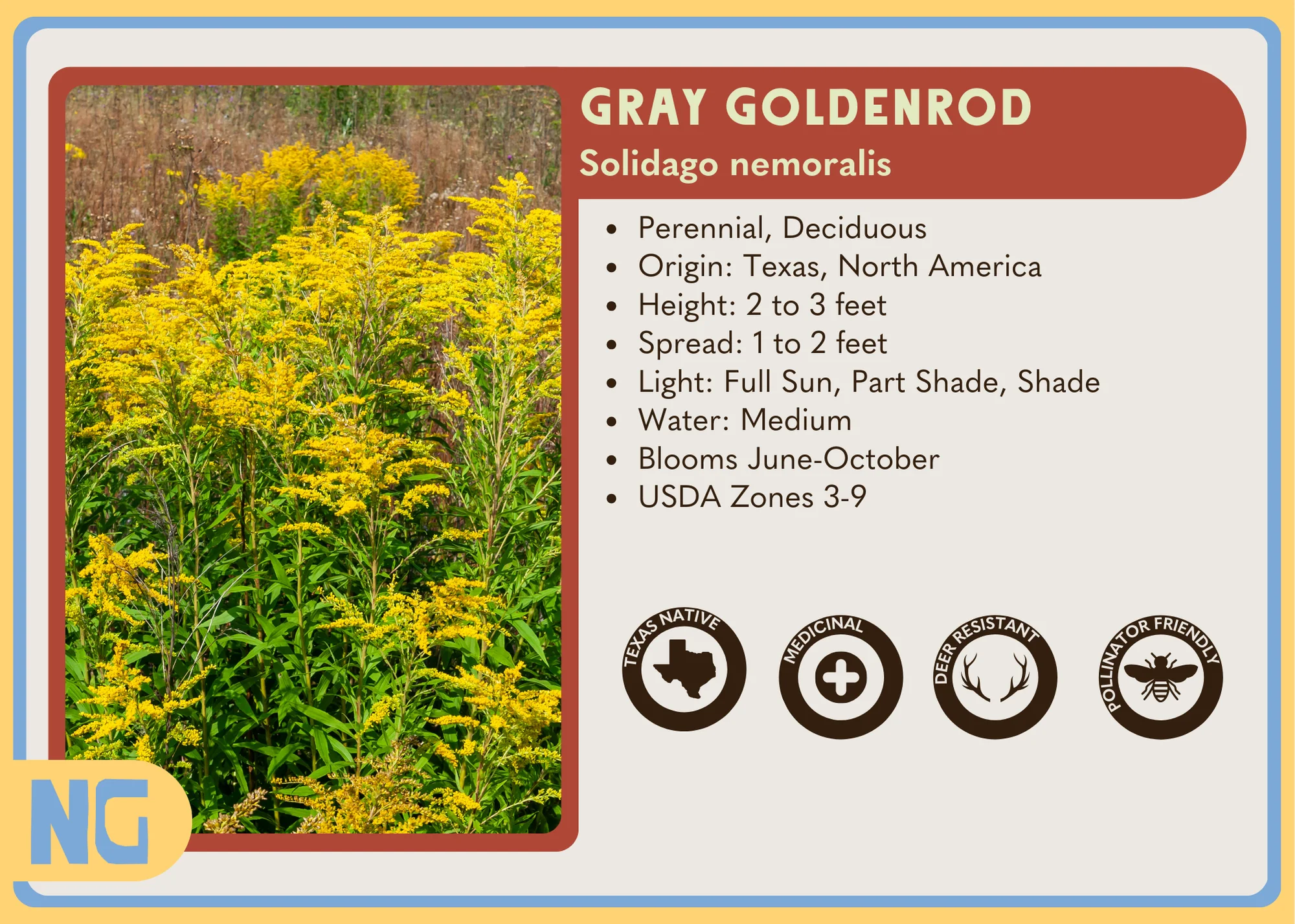 Gray Goldenrod - Image 4