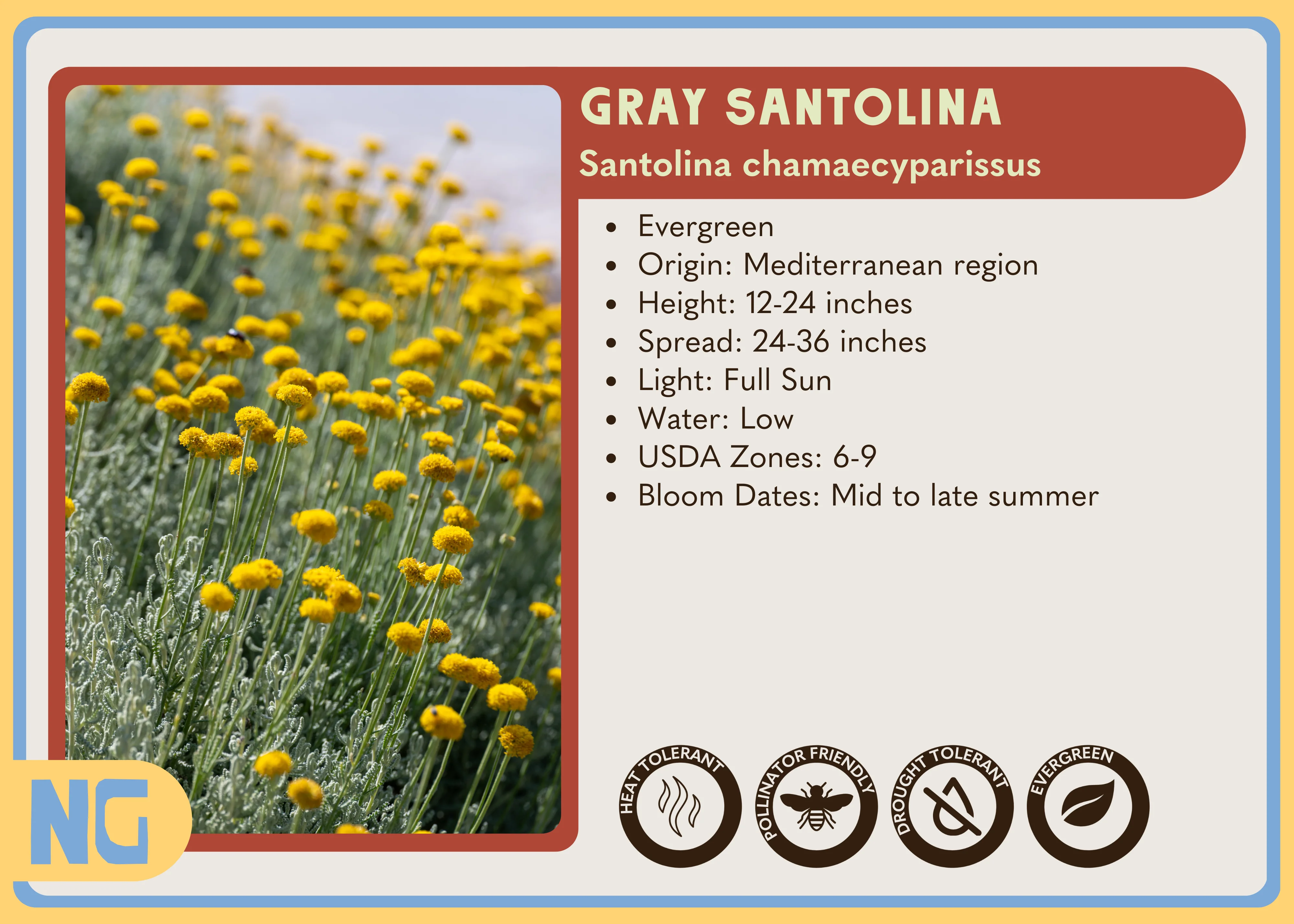 Gray Santolina - Image 4