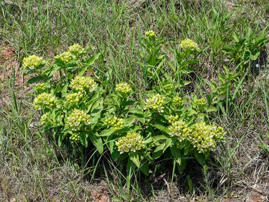 Green Milkweed - Image 2
