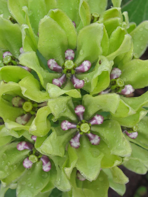 Green Milkweed - Image 3