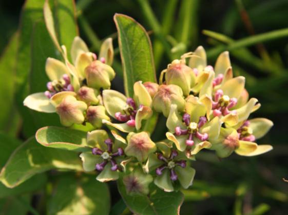 Green Milkweed - Image 4