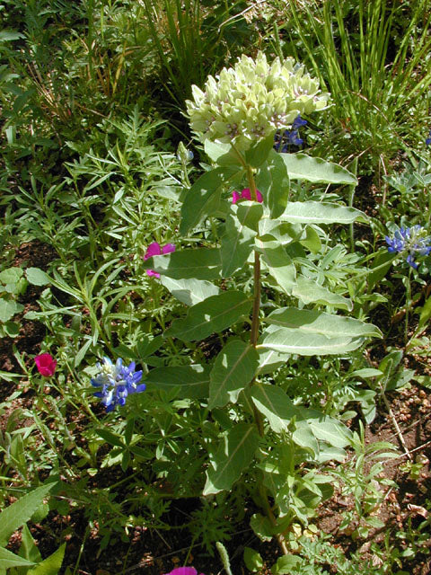 Green Milkweed - Image 5
