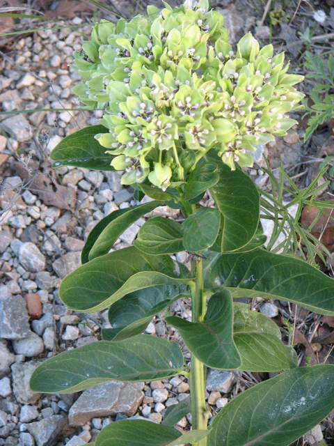 Green Milkweed - Image 6