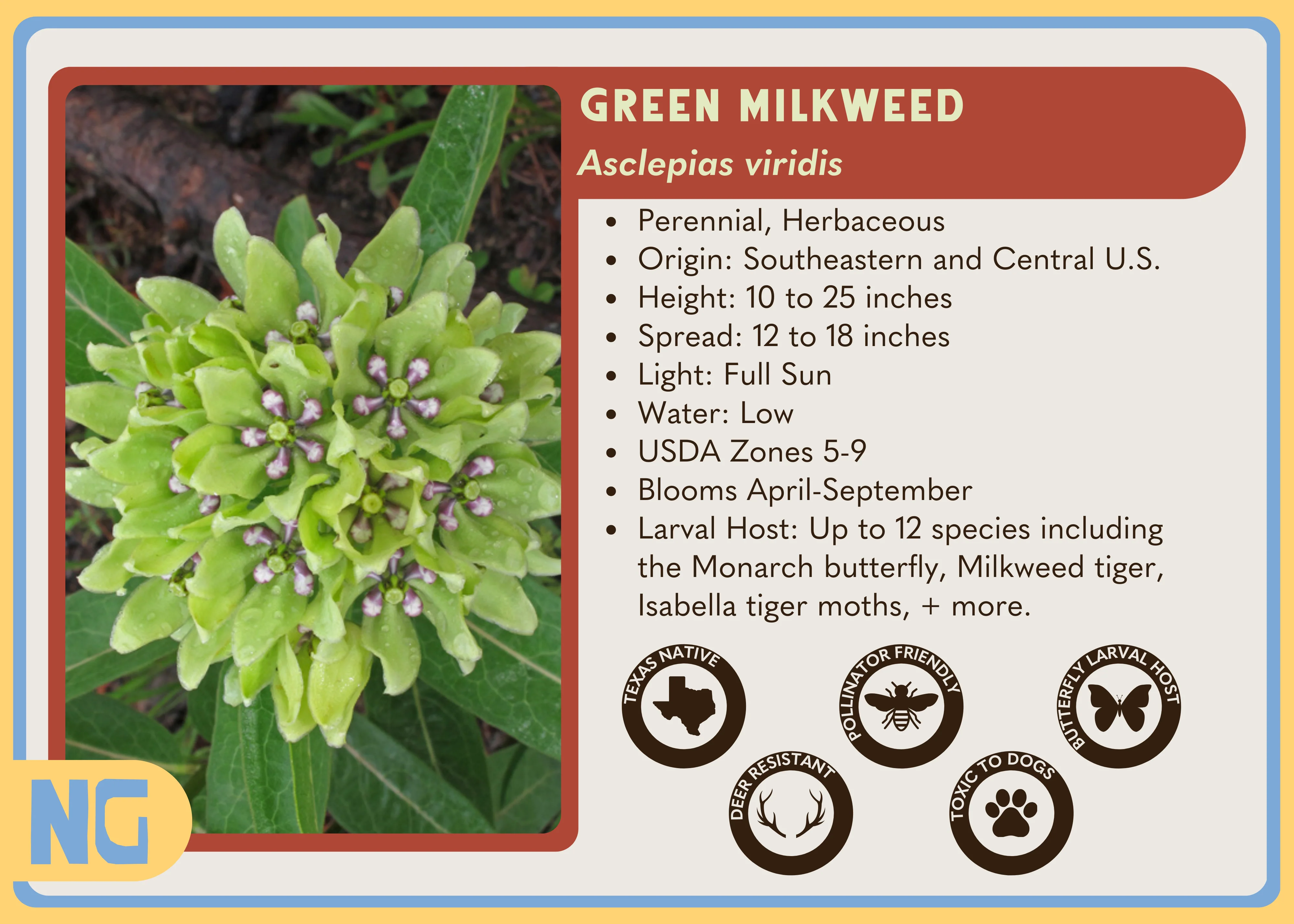 Green Milkweed - Image 7