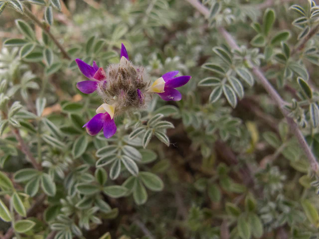 Gregg's Dalea - Image 3