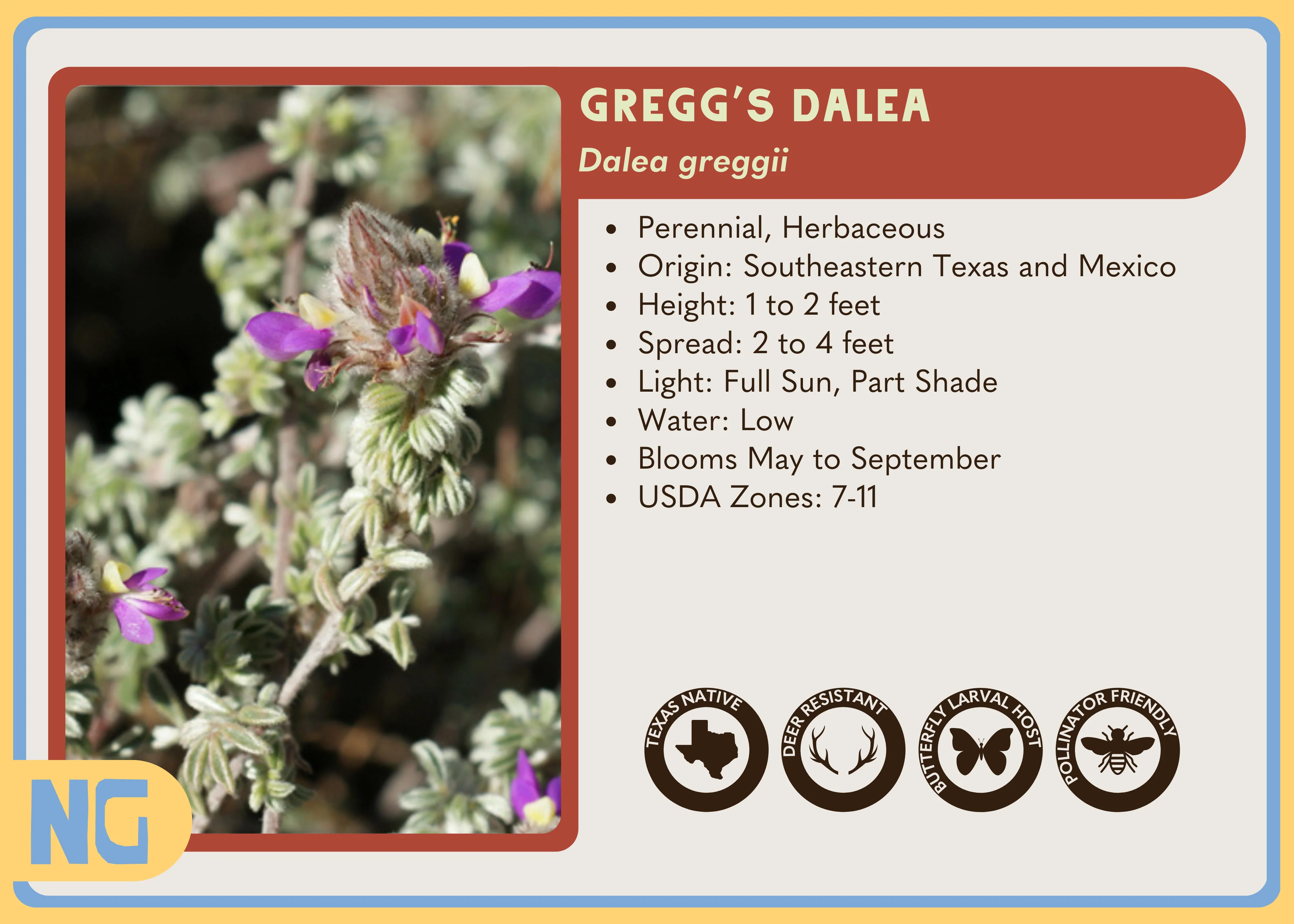 Gregg's Dalea - Image 4