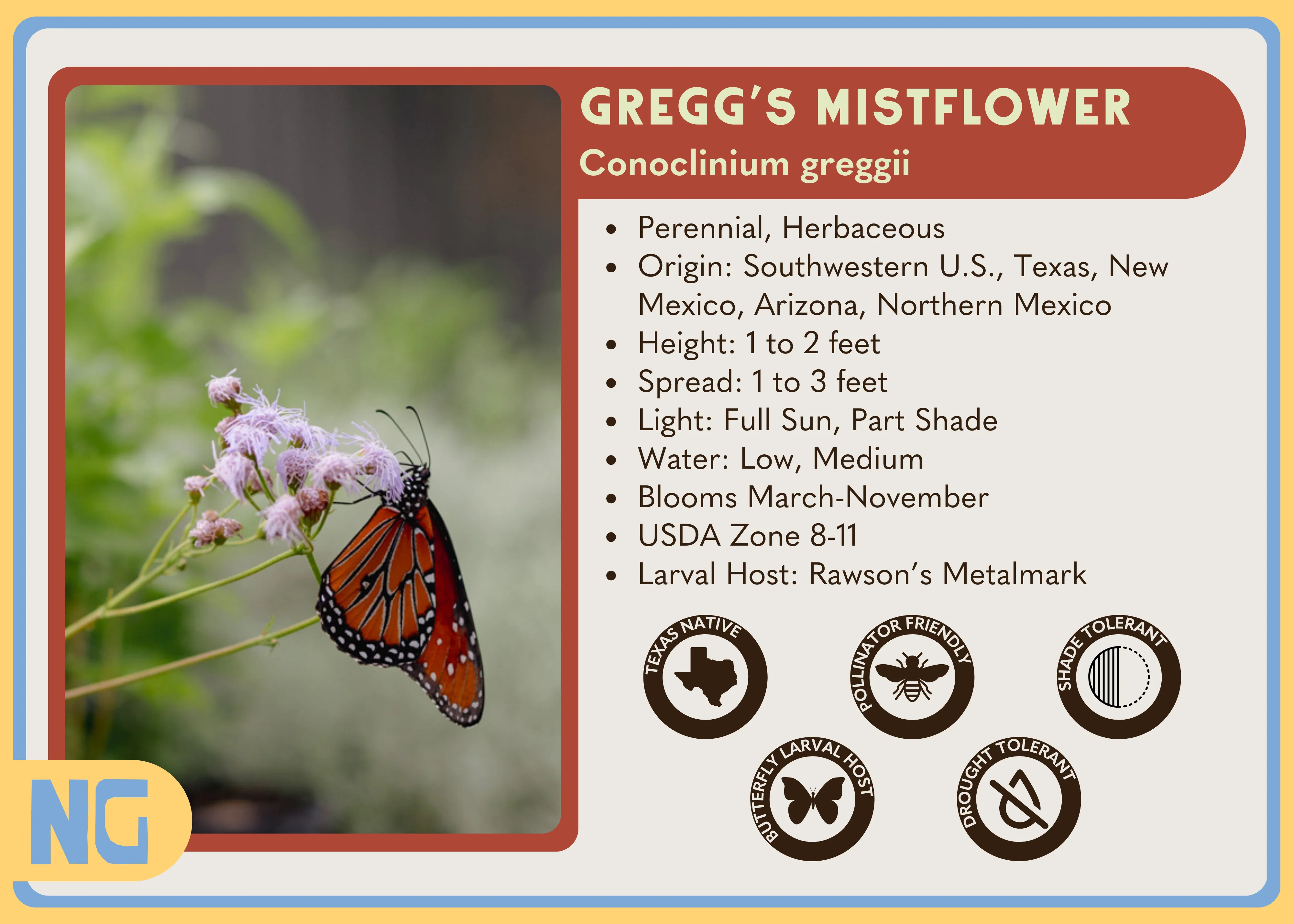 Gregg's Mistflower - Image 3