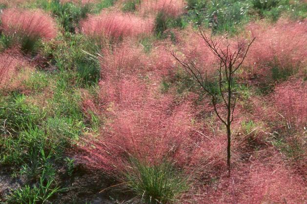 Gulf Coast Muhly - Image 3