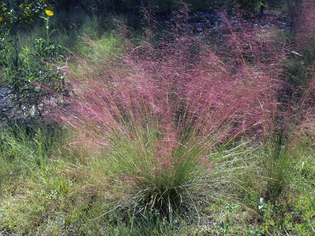 Gulf Coast Muhly - Image 4