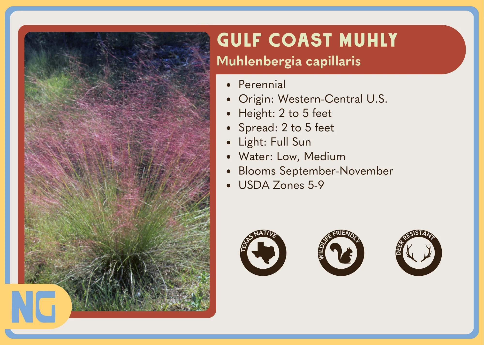 Gulf Coast Muhly - Image 5