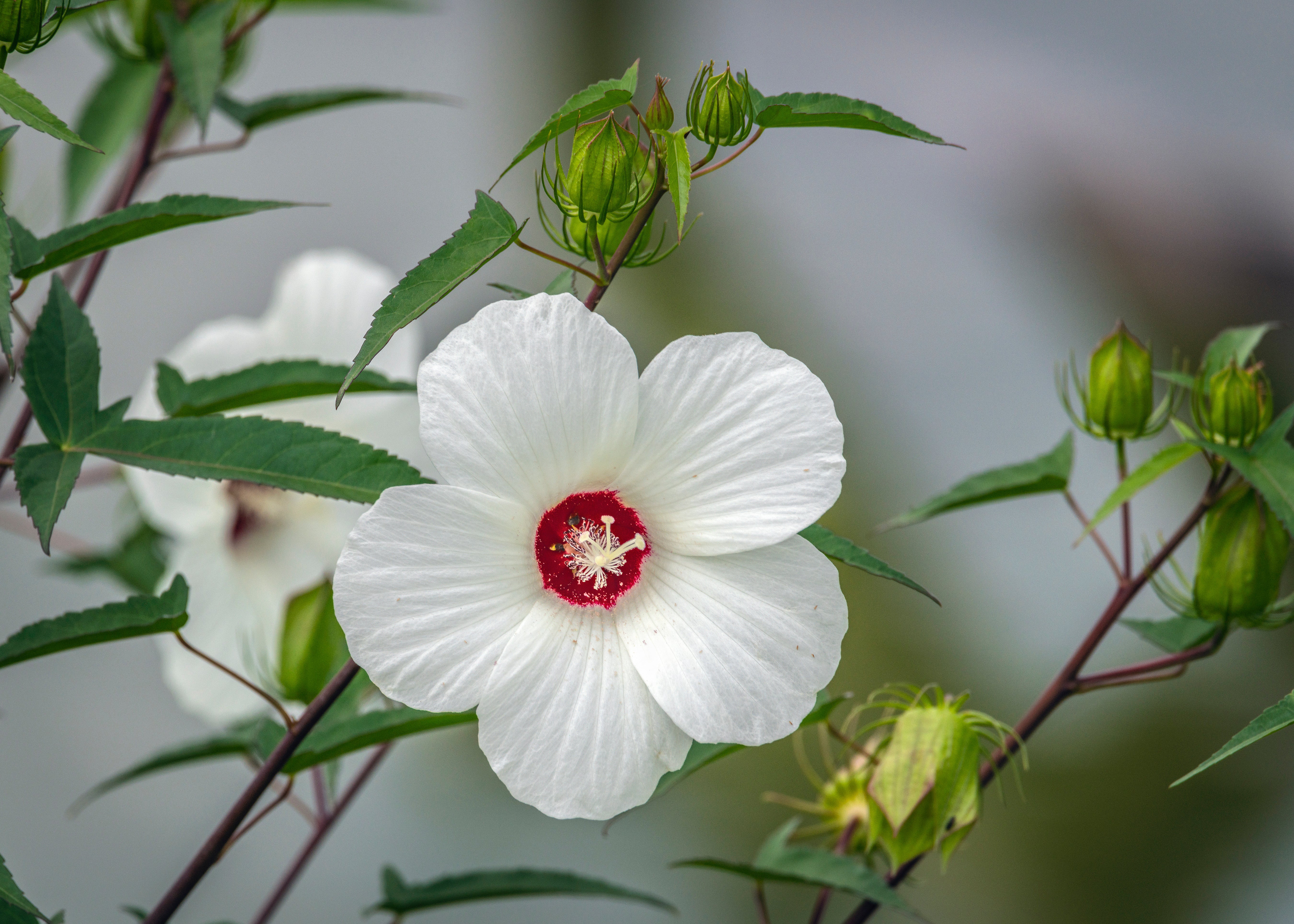 Halberdleaf Rosemallow - Image 3
