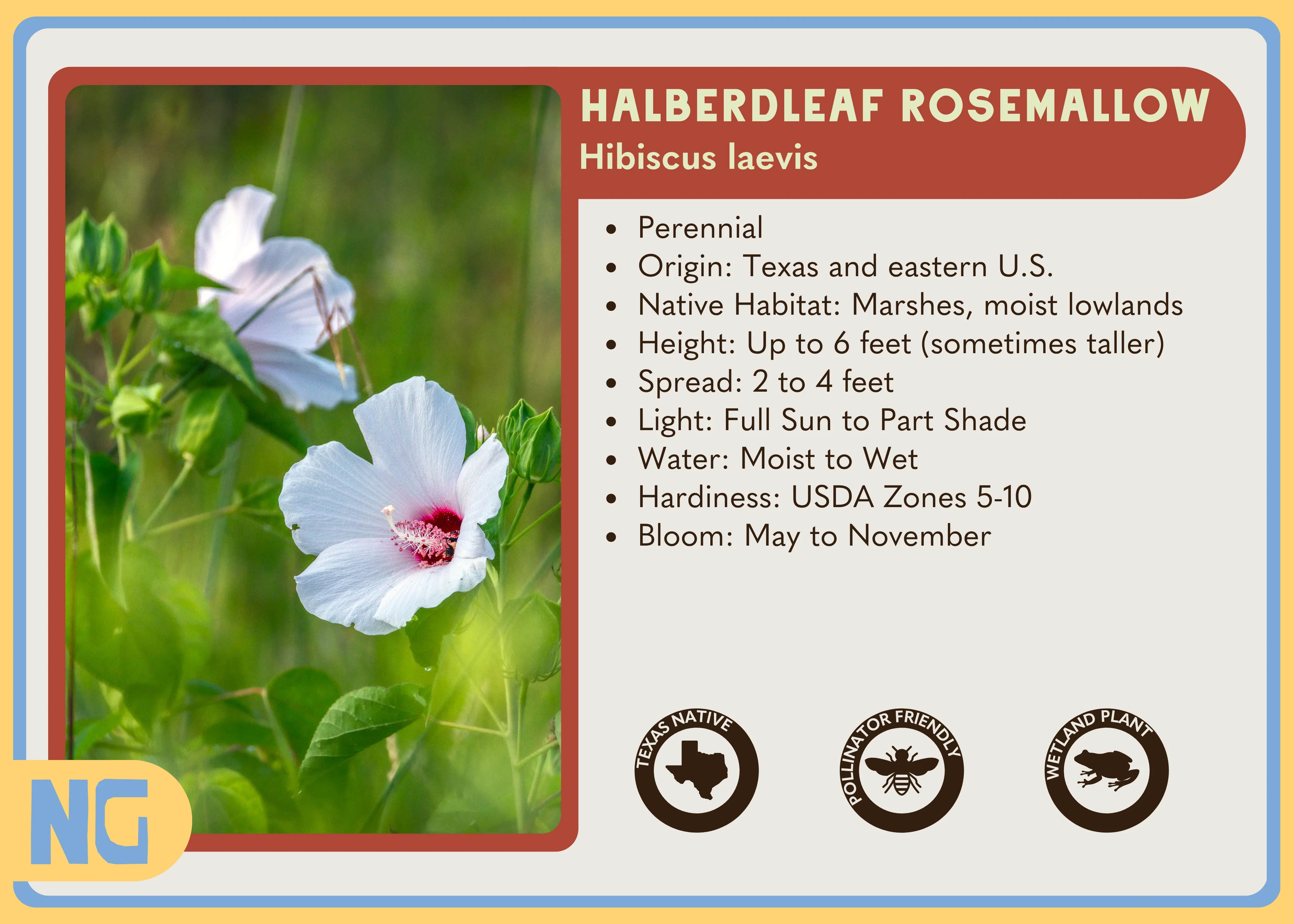 Halberdleaf Rosemallow - Image 4
