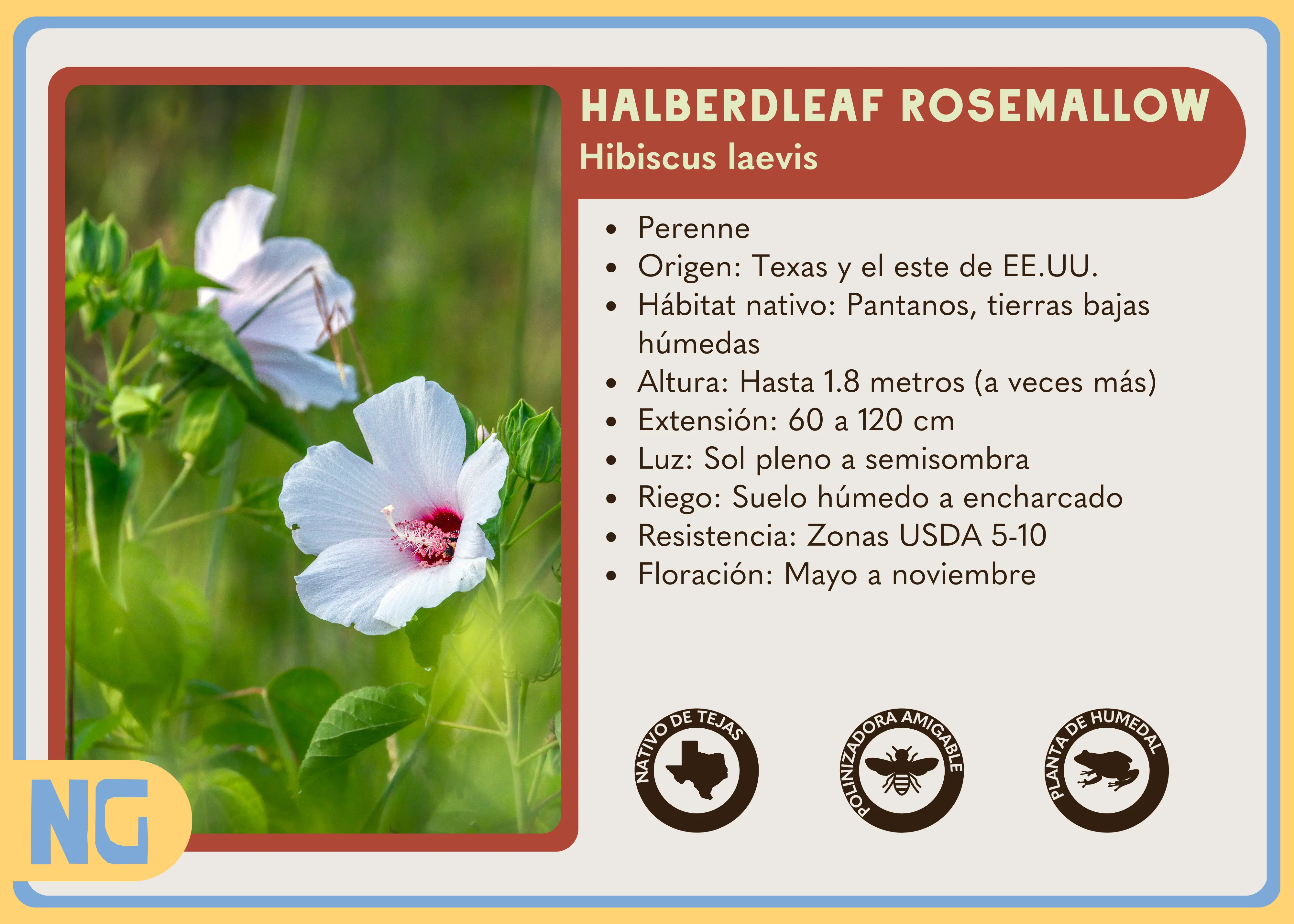 Halberdleaf Rosemallow - Image 5