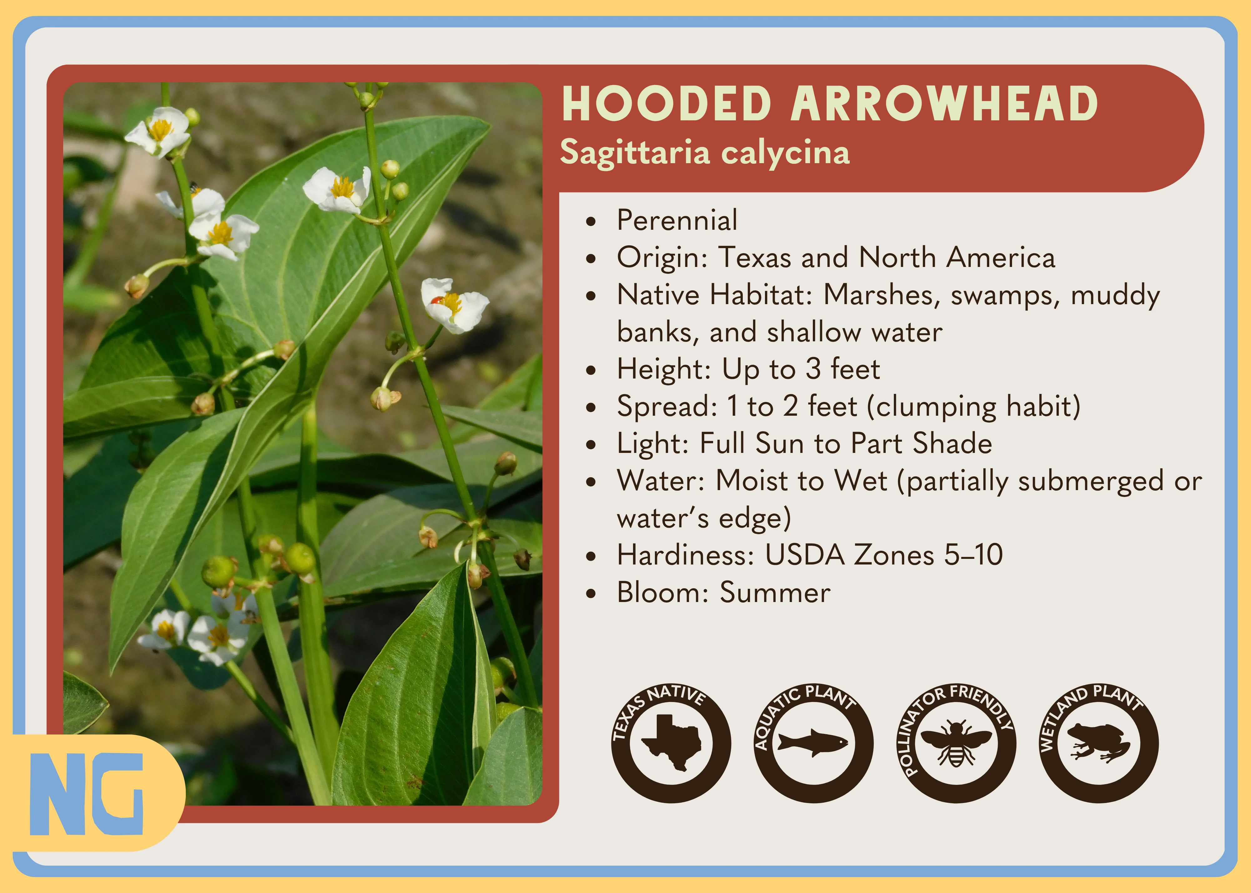 Hooded Arrowhead - Image 5