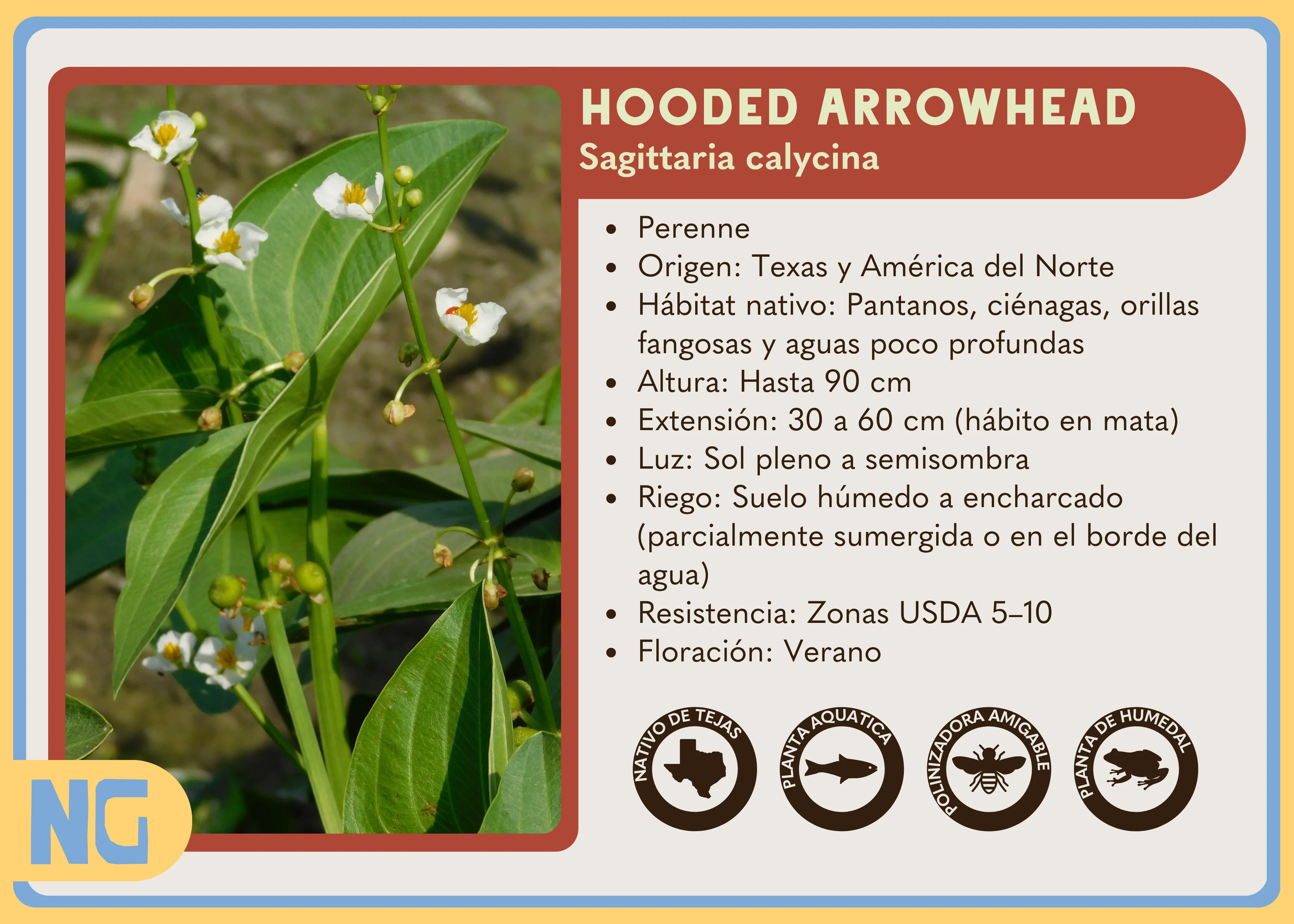 Hooded Arrowhead - Image 6
