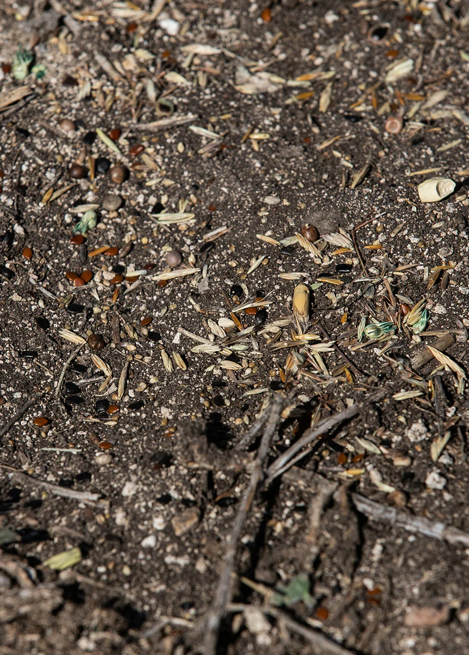 Horned Lizard Habitat Mix - Image 3