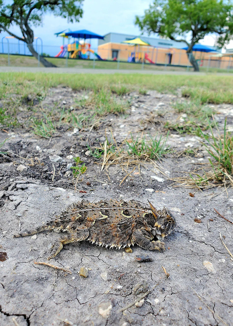 Horned Lizard Habitat Mix - Image 4