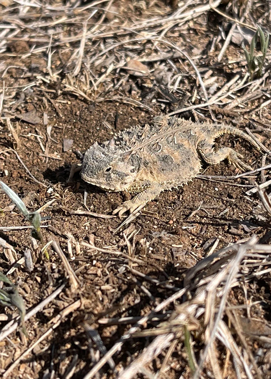 Horned Lizard Habitat Mix - Image 5
