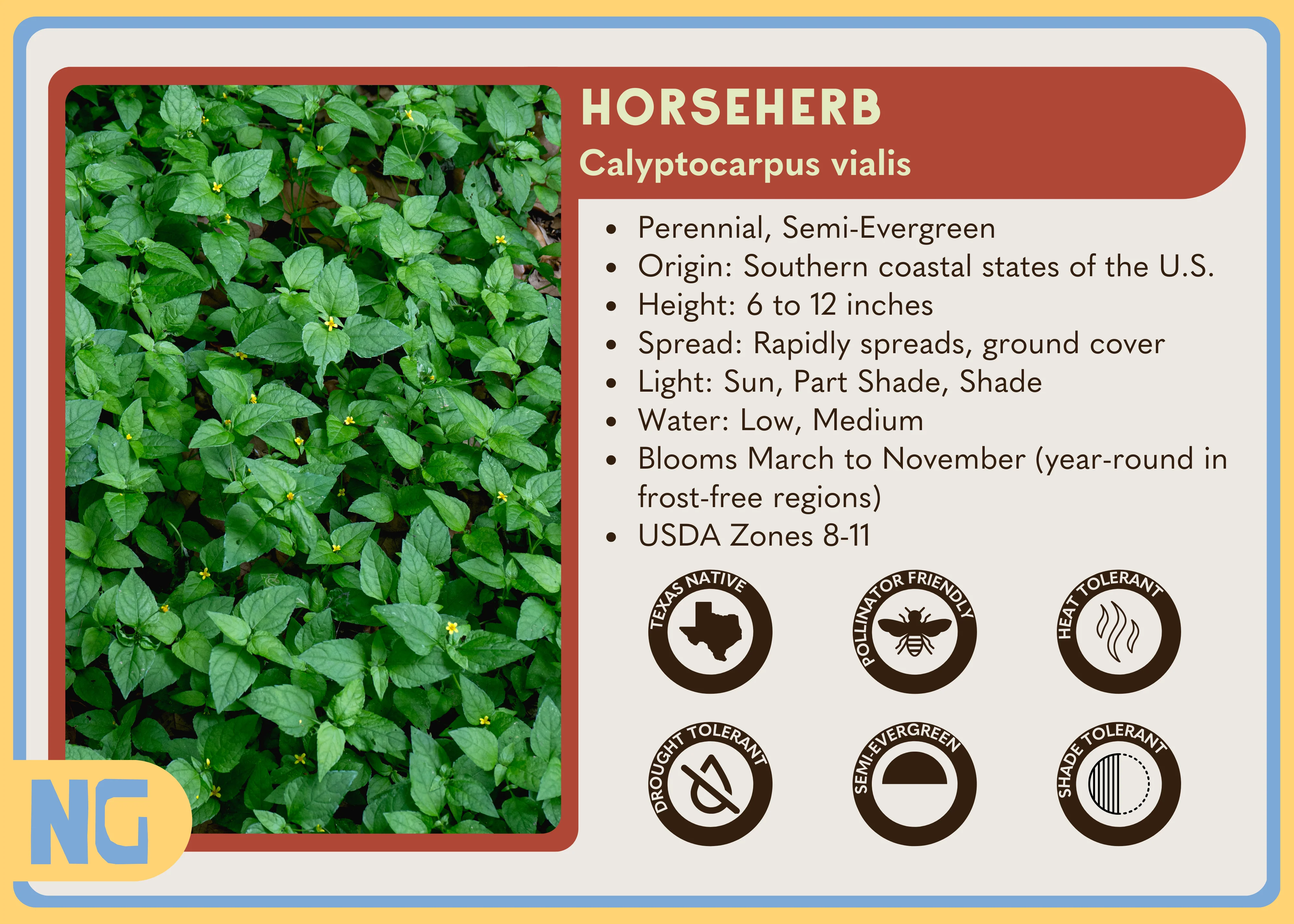 Horseherb - Image 3