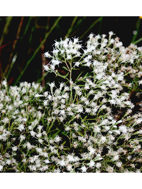 Hyssop-leaf Thoroughwort - Image 2