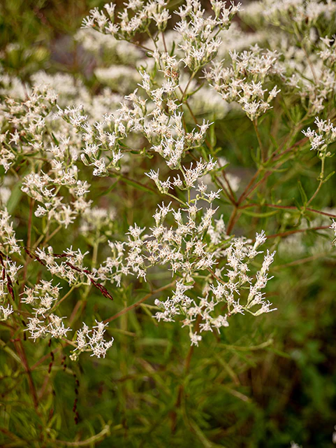 Hyssop-leaf Thoroughwort - Image 3