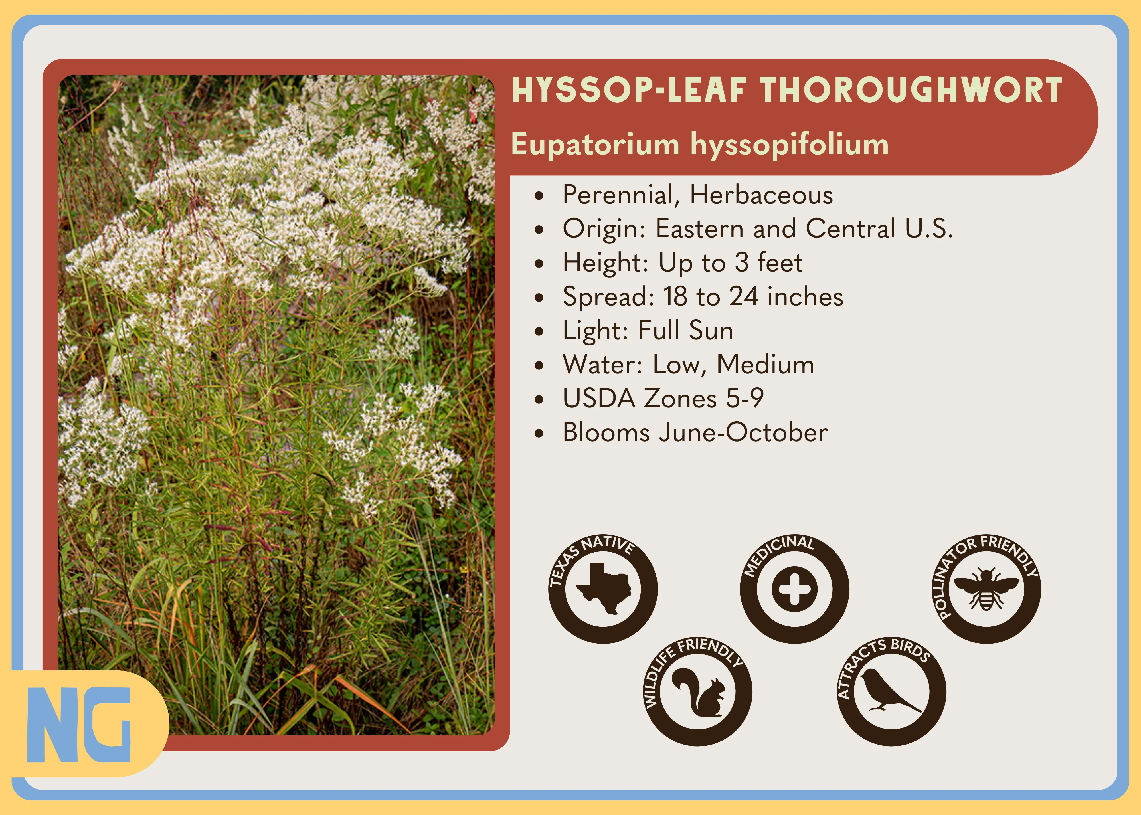 Hyssop-leaf Thoroughwort - Image 4