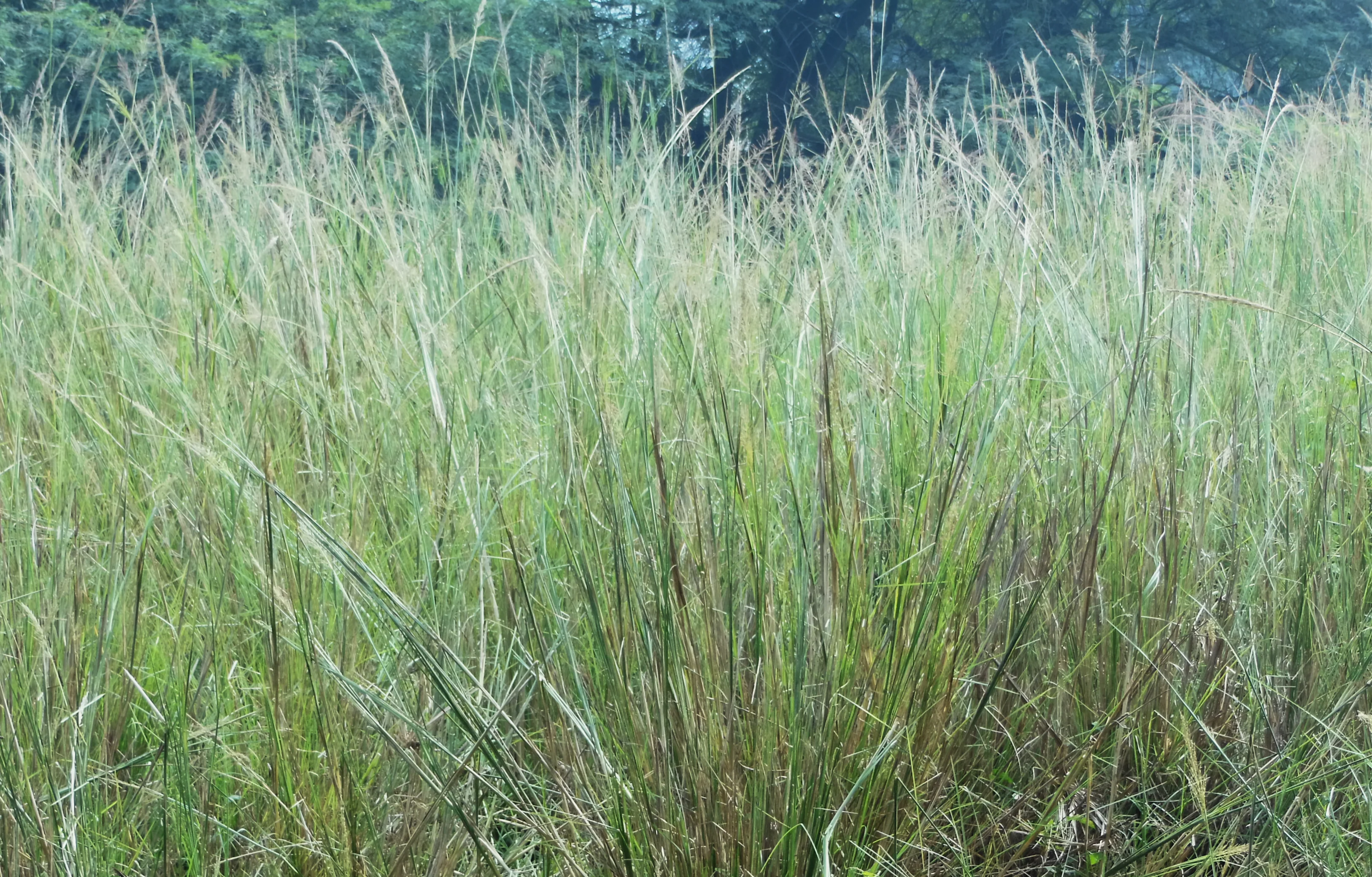 Golden Prairie Grass - Image 2