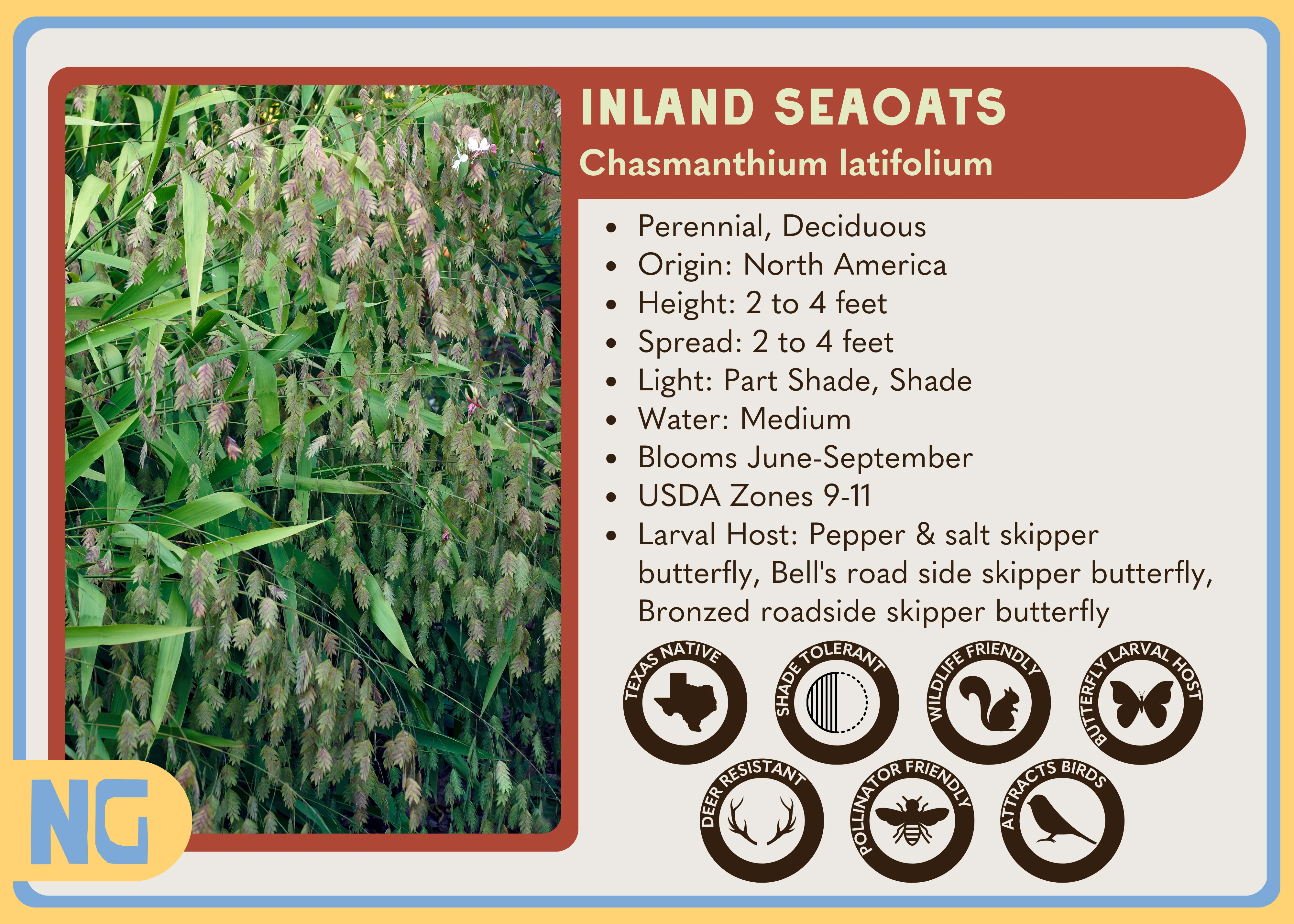 Inland Seaoats - Image 3