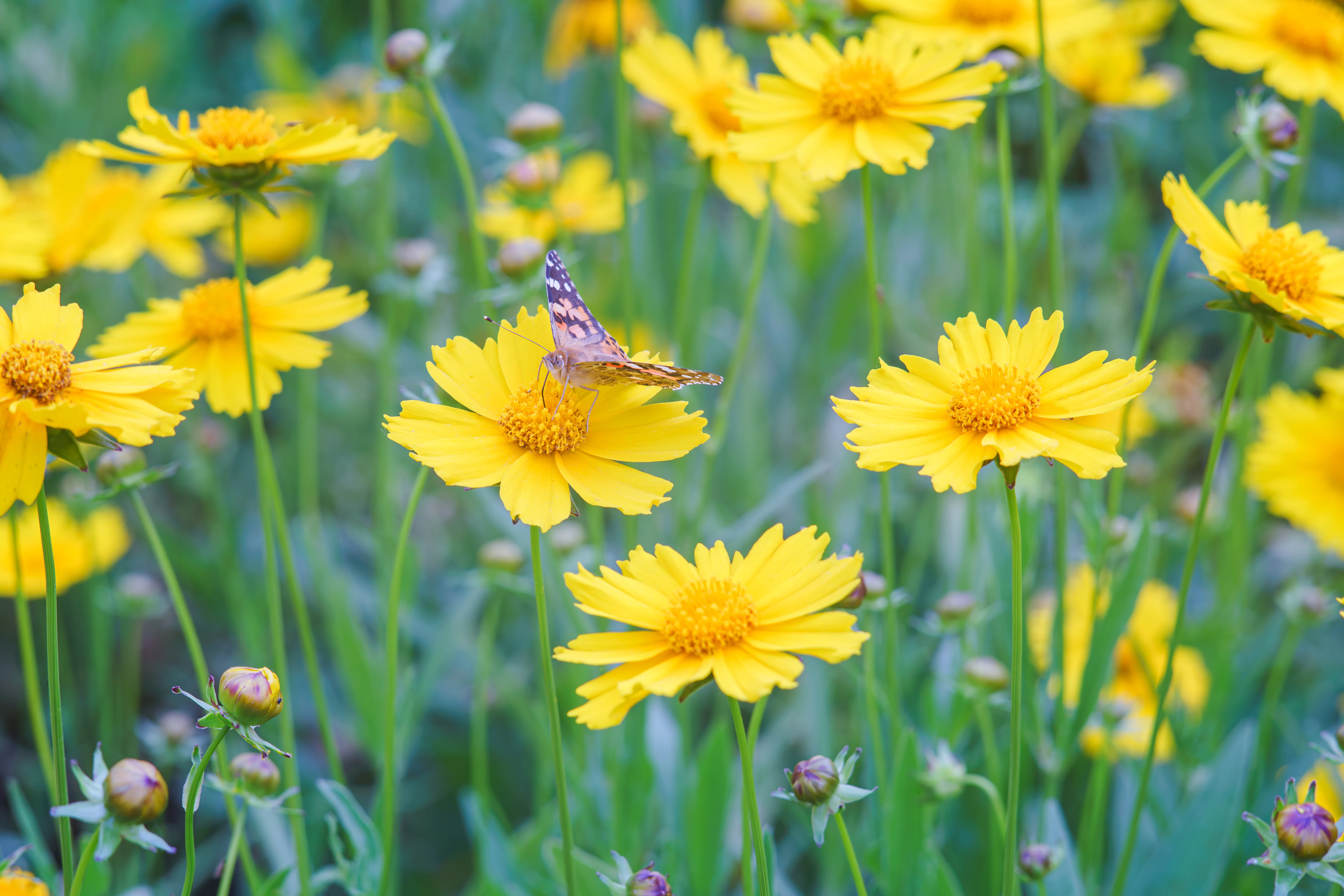 Lanceleaf Coreopsis - Image 3