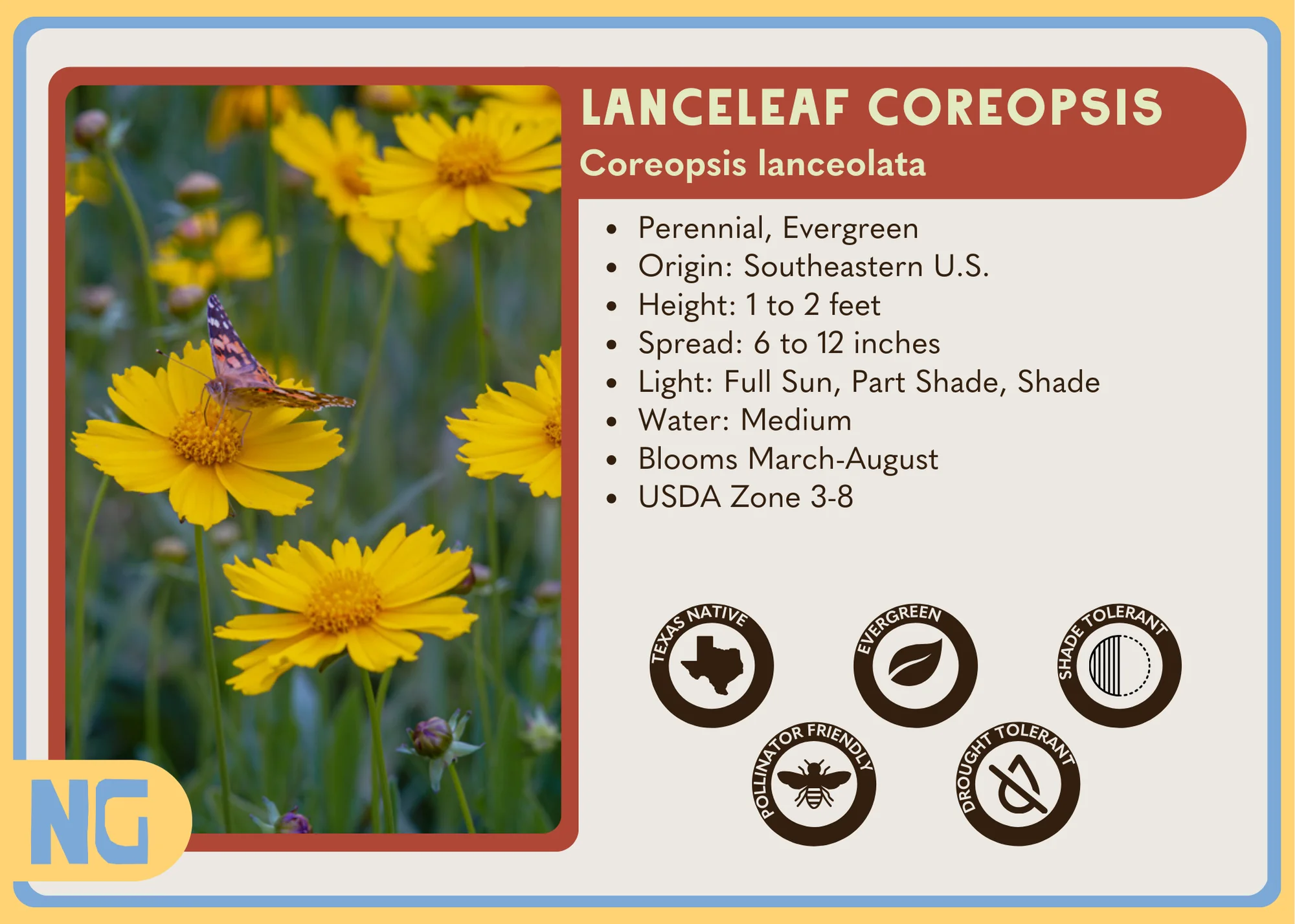 Lanceleaf Coreopsis - Image 4