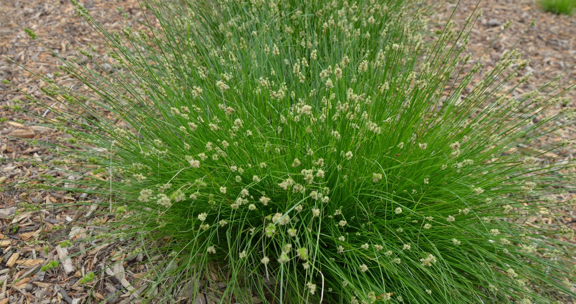 Leavenworth's Sedge - Image 3