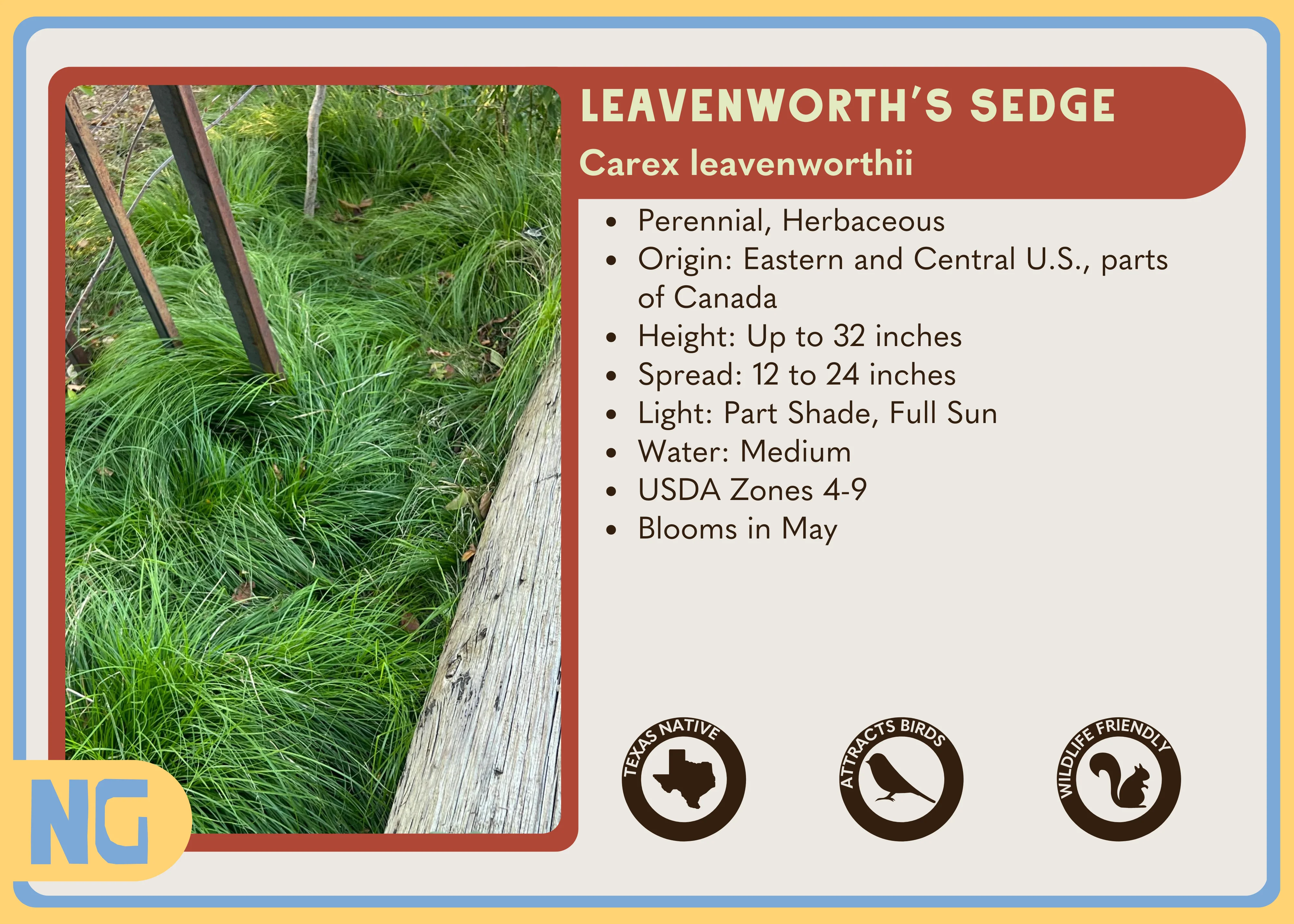 Leavenworth's Sedge - Image 4