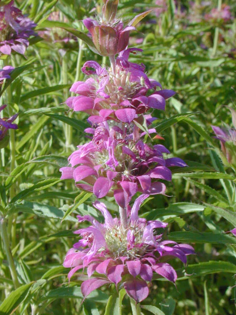 Lemon Beebalm - Image 3