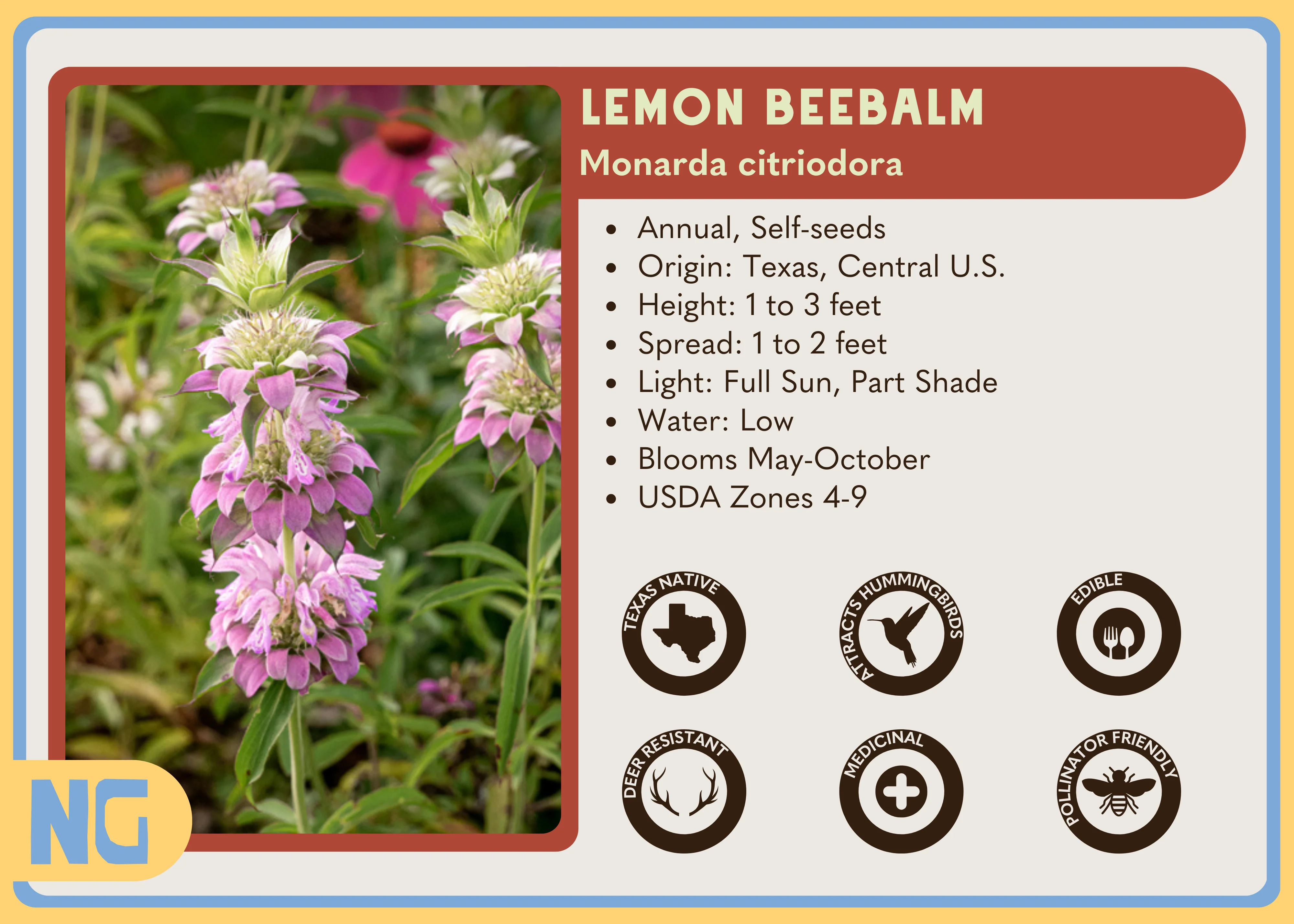 Lemon Beebalm - Image 4