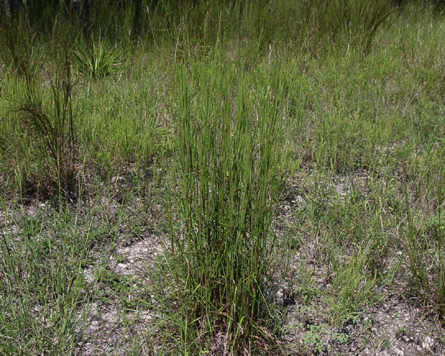 Little Bluestem - Image 3