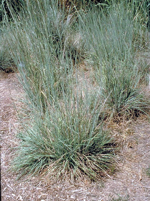 Little Bluestem - Image 4