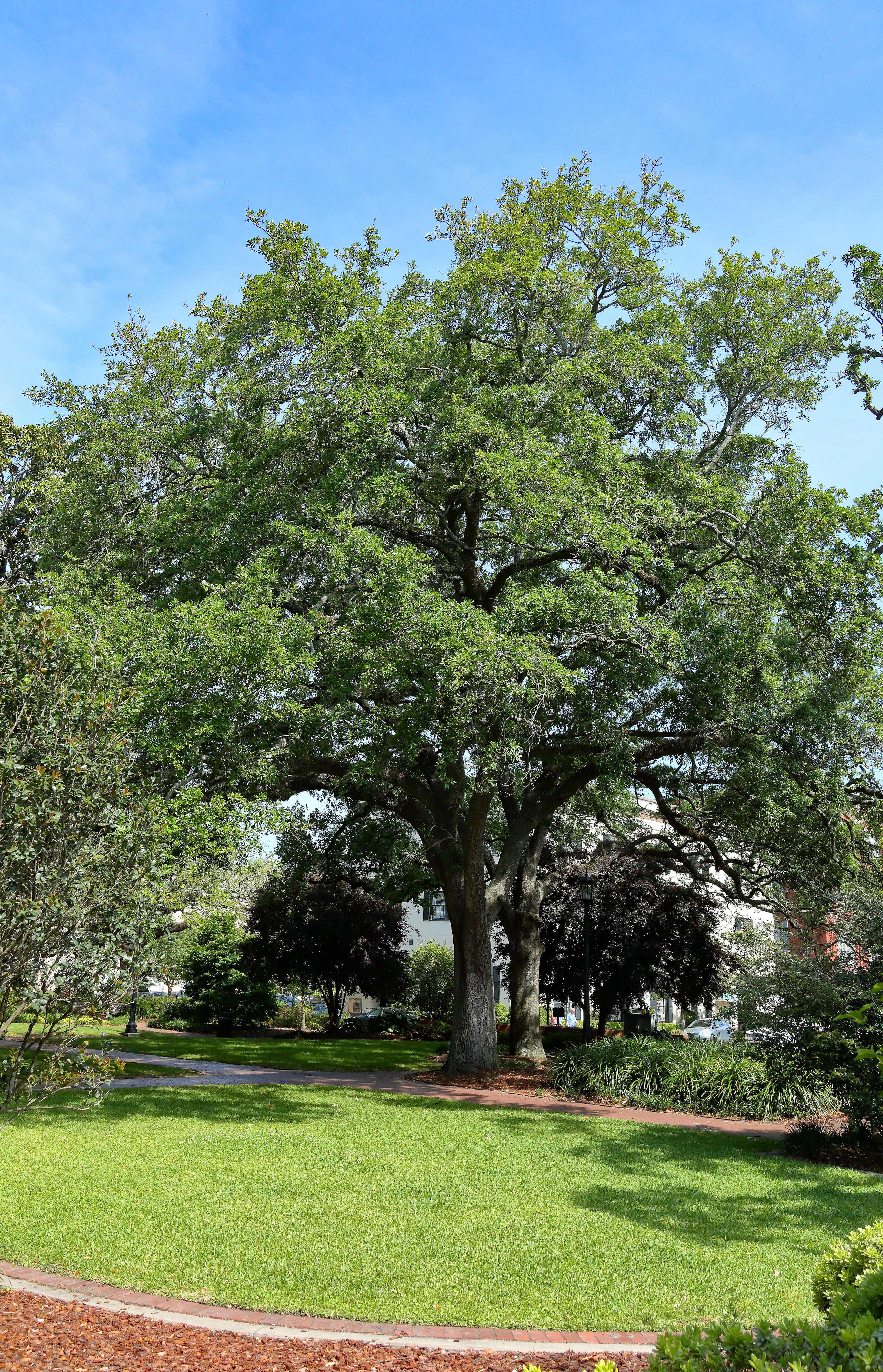 Live Oak - Image 2
