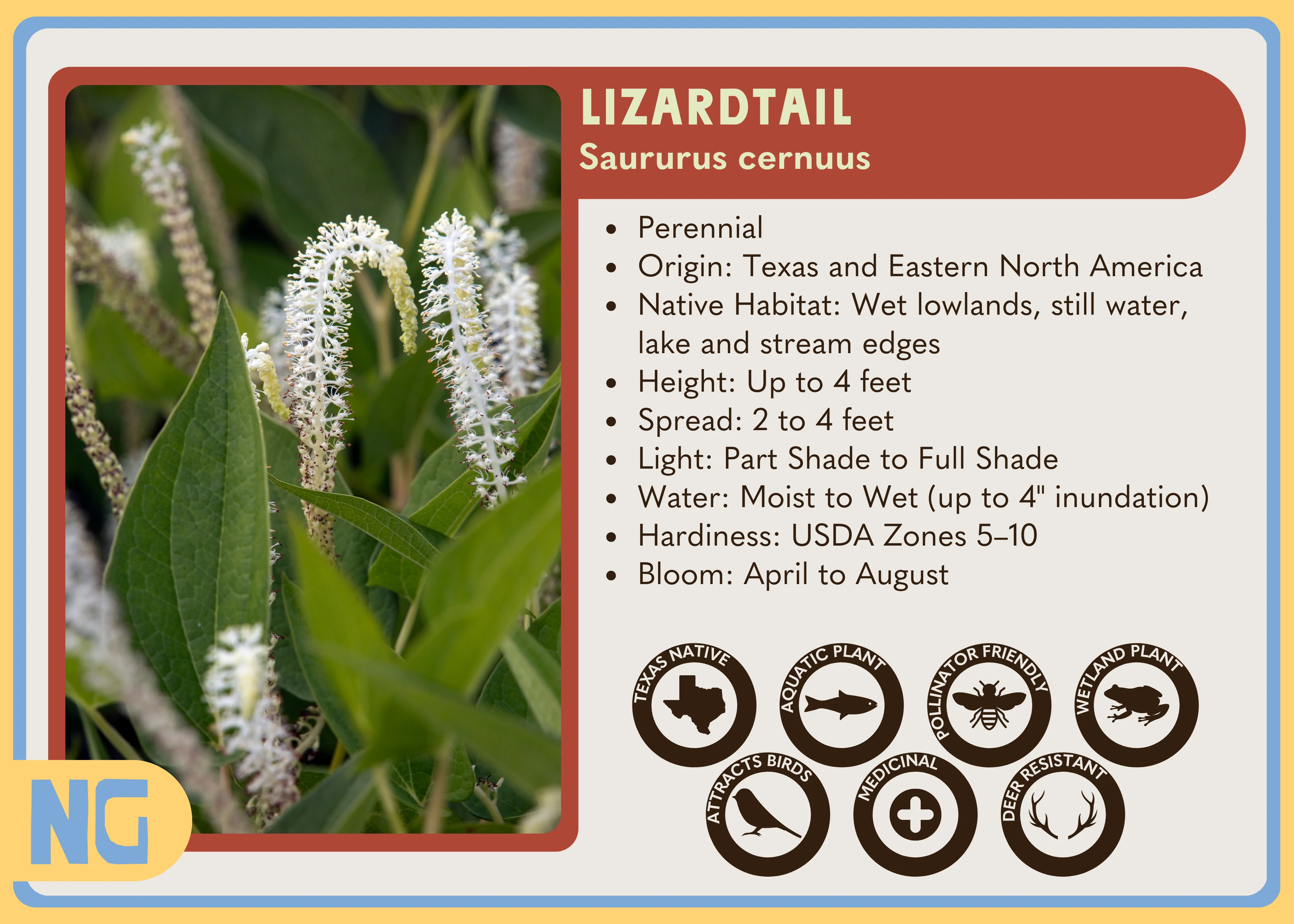 Lizardtail - Image 4
