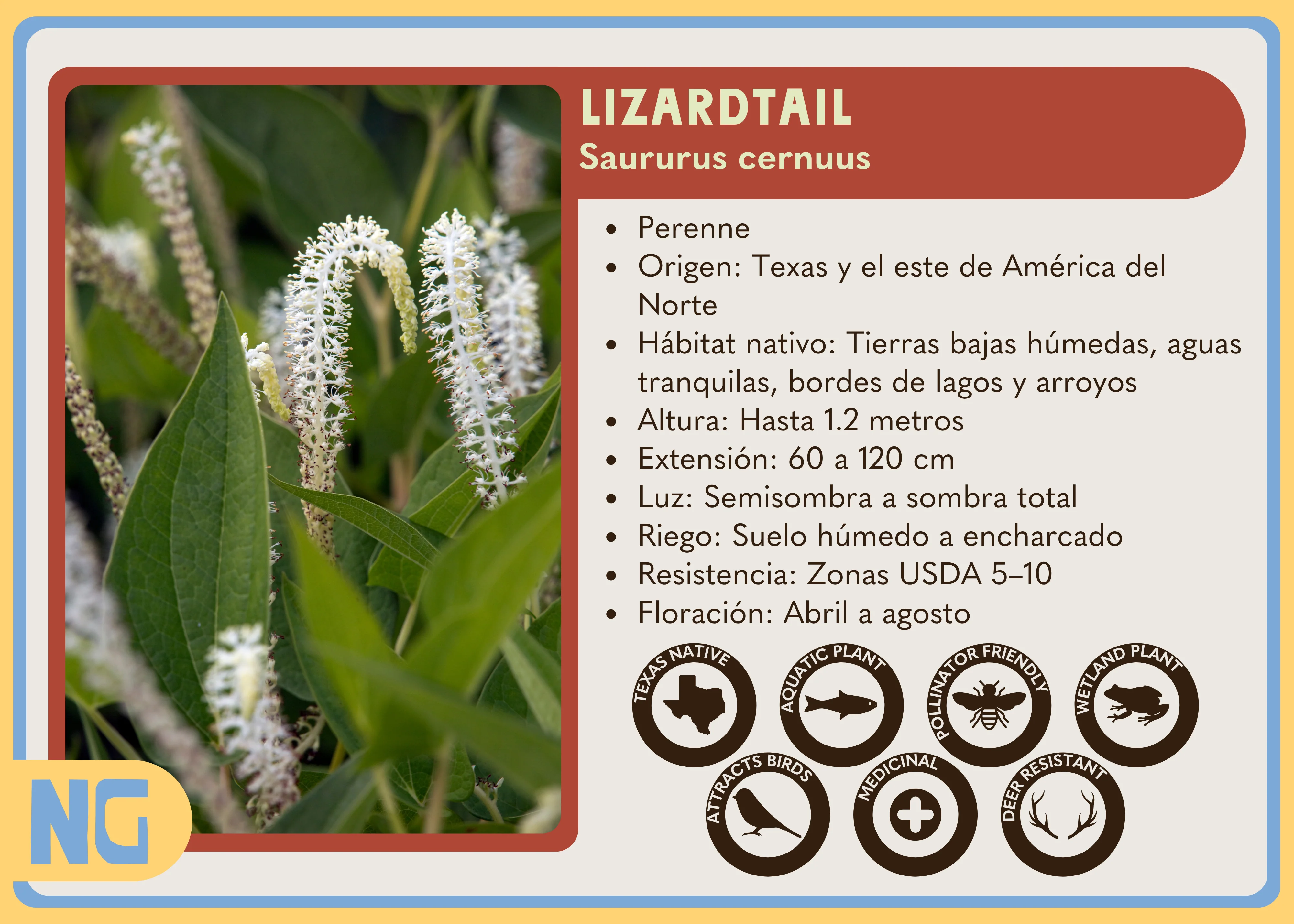 Lizardtail - Image 5