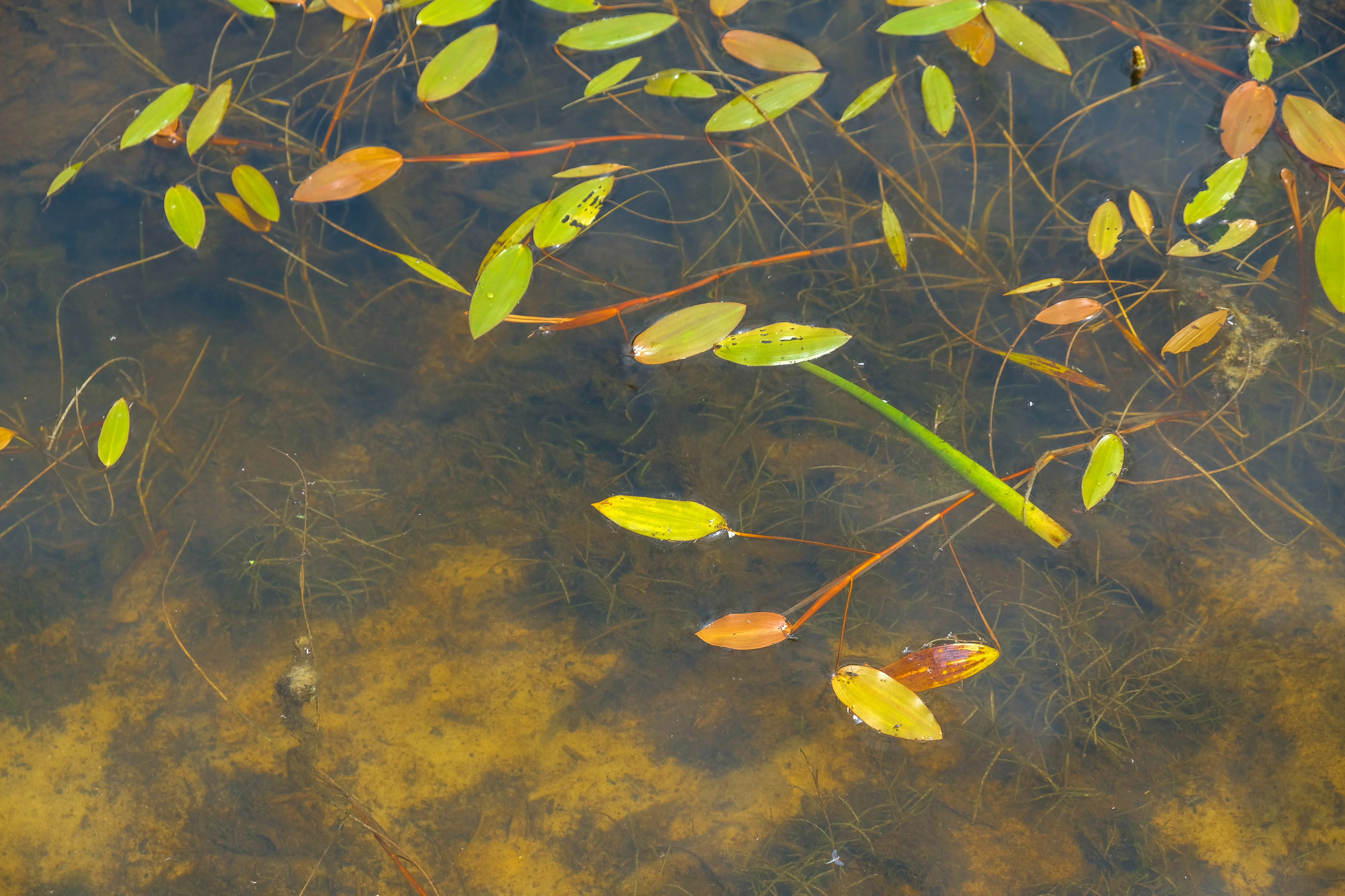 Longleaf Pondweed - Image 3