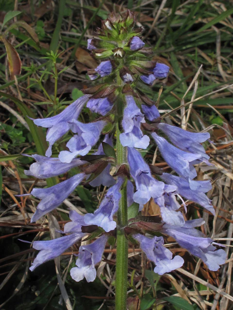 Lyreleaf sage - Image 3