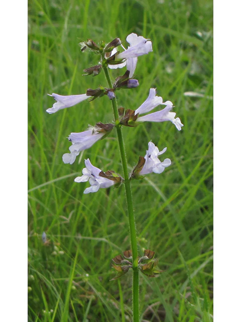 Lyreleaf sage - Image 4