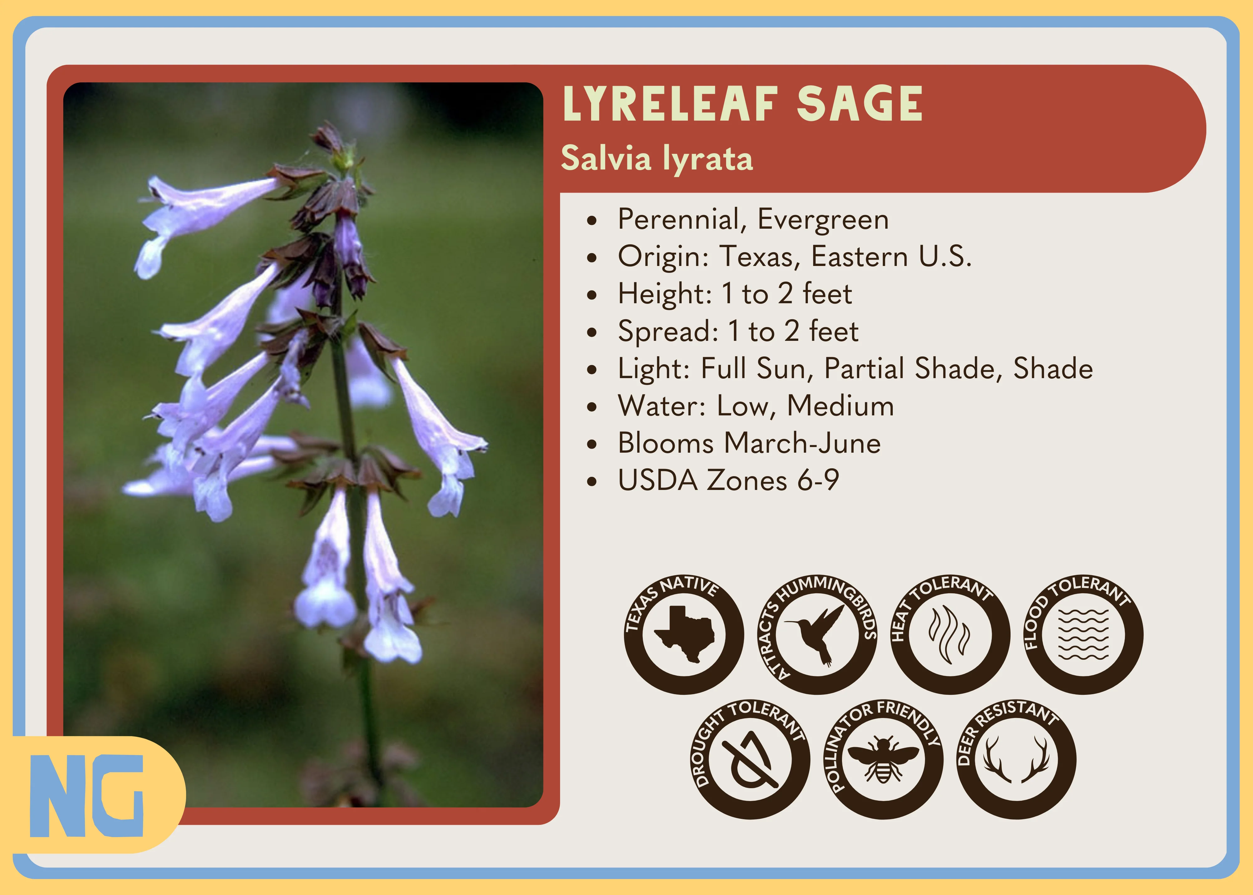 Lyreleaf sage - Image 5