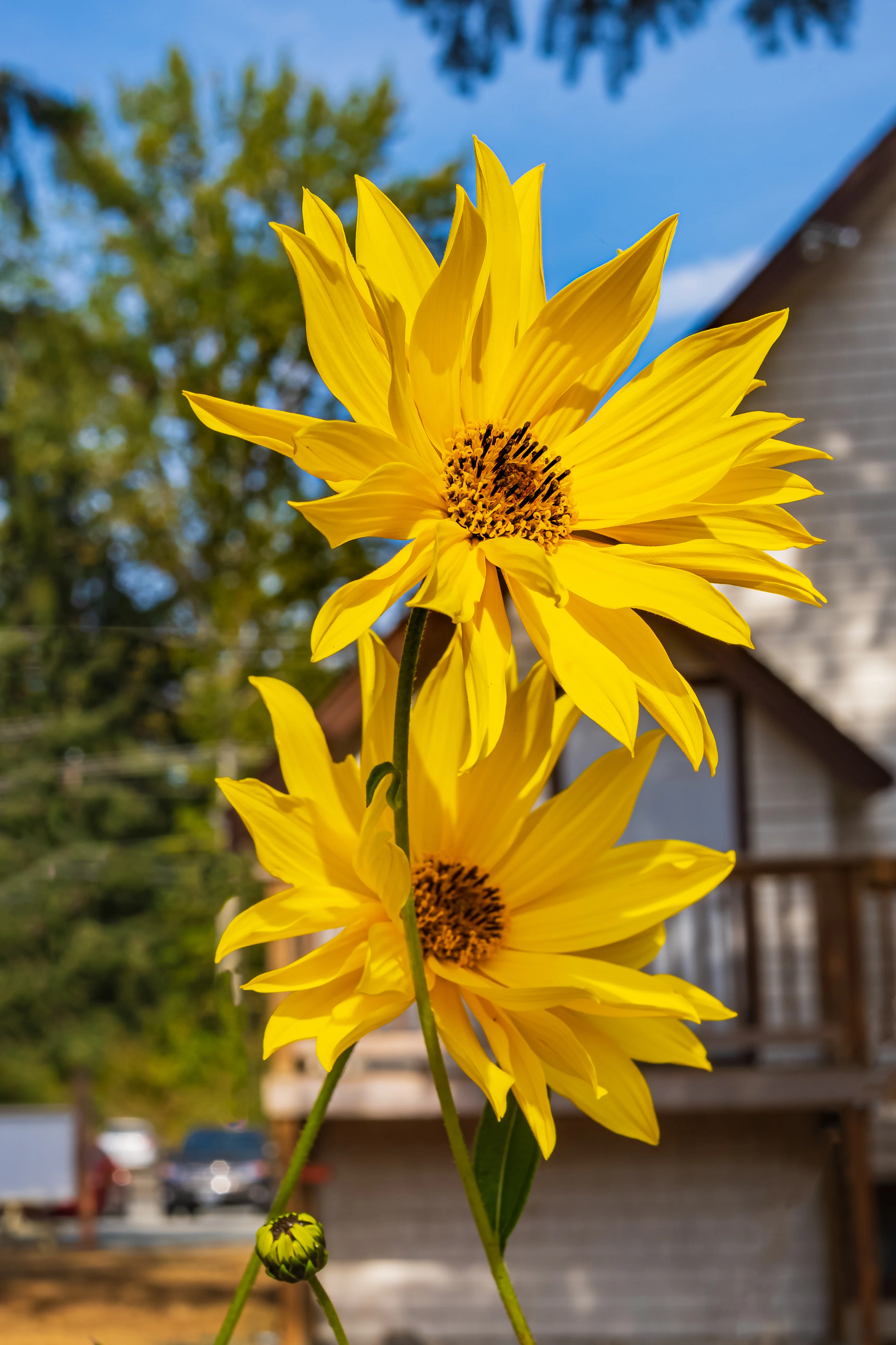 Maximilian Sunflower - Image 2