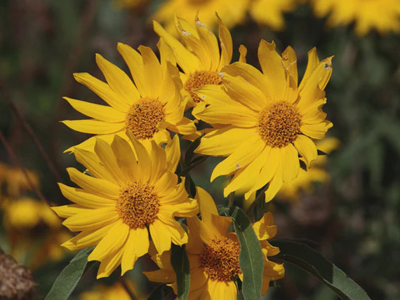 Maximilian Sunflower - Image 3