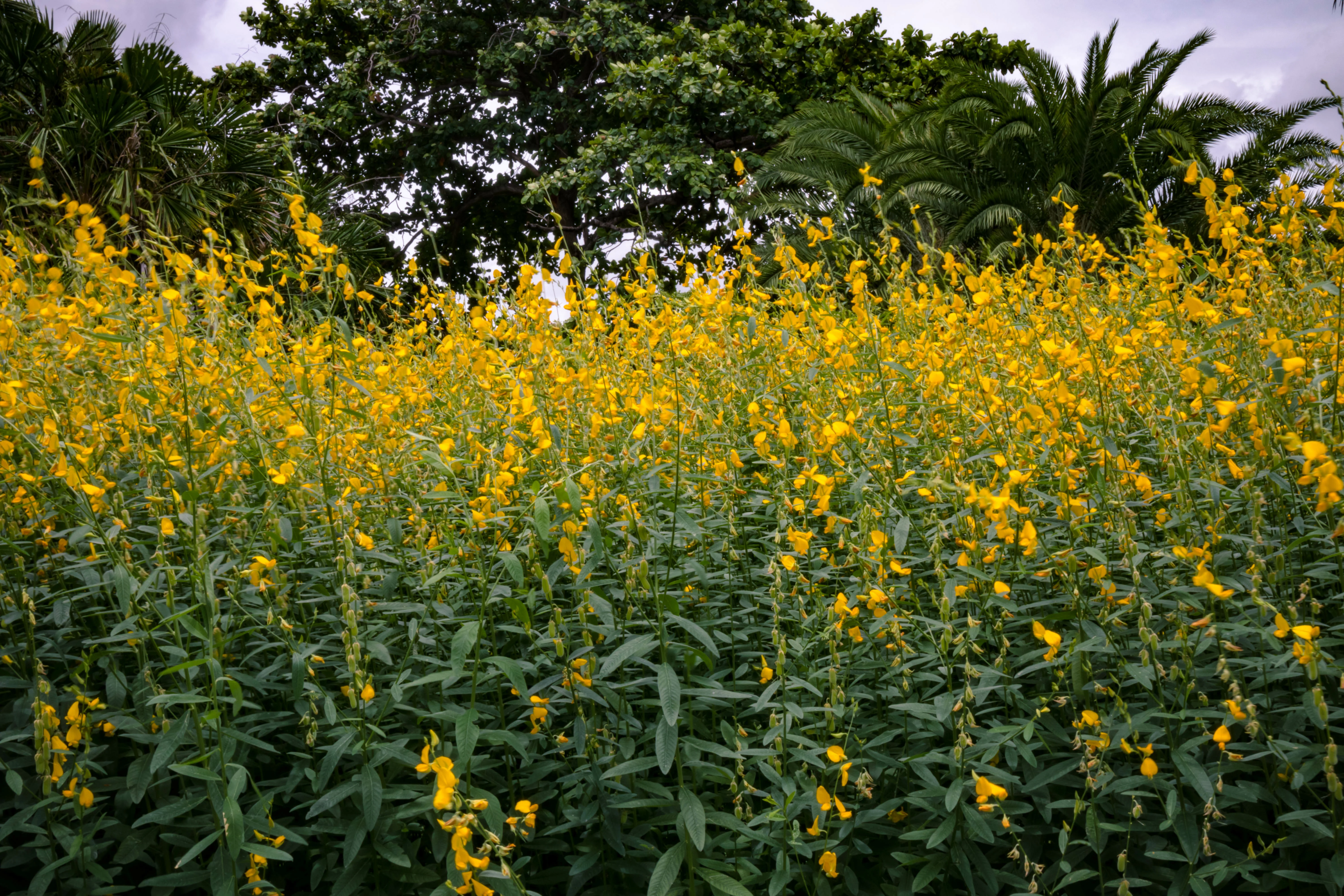 Maximilian Sunflower - Image 4